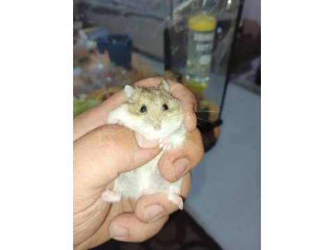Özel siyah gözler hamster