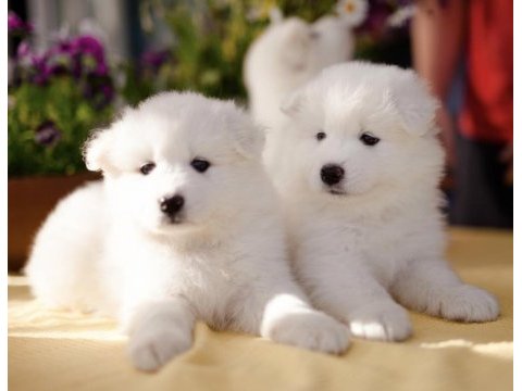Kar beyaz samoyed yavrularım