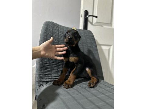 Aşılı veya aşısız estetikli doberman köpekler