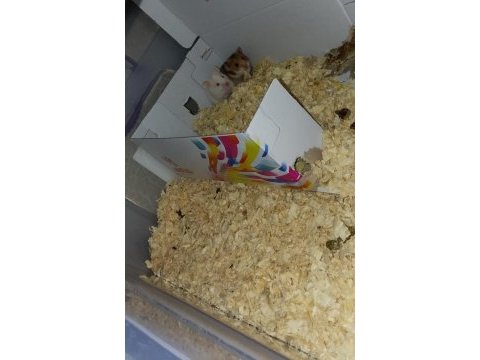 Hamster acil sahiplendirmek istiyorum