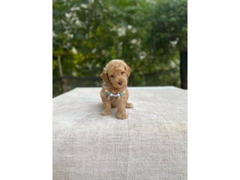 2 aylık maltipoo yavru