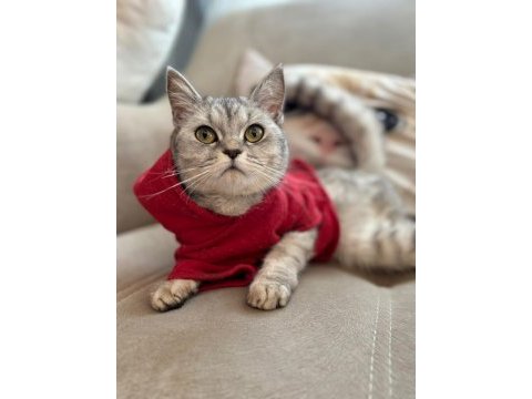 British shorthair 12 aylık