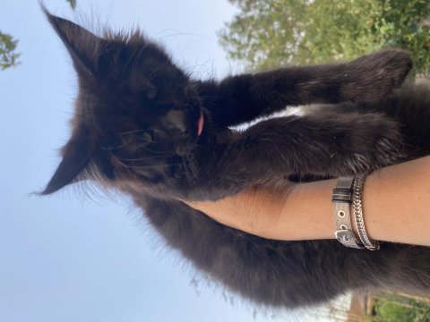Kalitenin adresi big claw maine coon