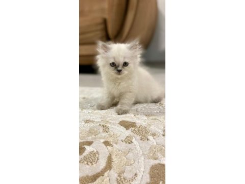 2 aylık british longhair dişi british longhair
