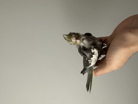 Yeni yeme düşmüş yavru sultan papağanı