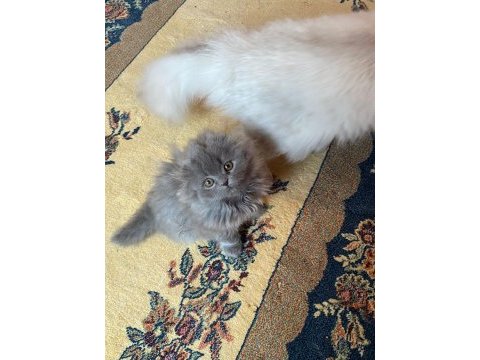 Scottish fold bebek