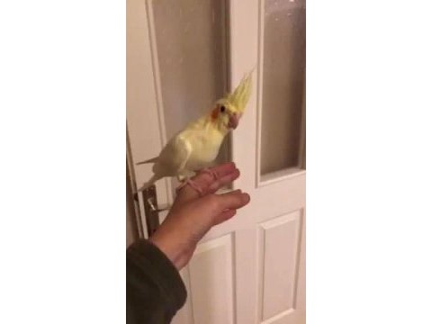El besleme sultan papağanı