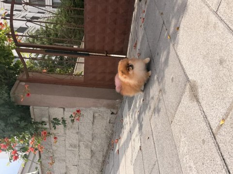 Tosbik köpeğimiz lola