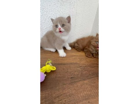 Premium british shorthair fawn bicolor