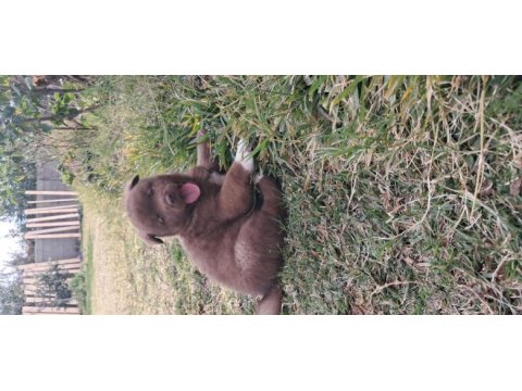 Akita show