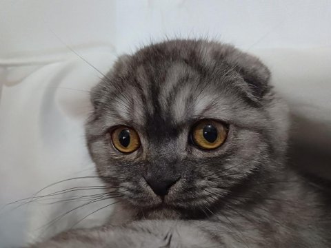 Çok akıllı cana yakın oyuncu kedimiz