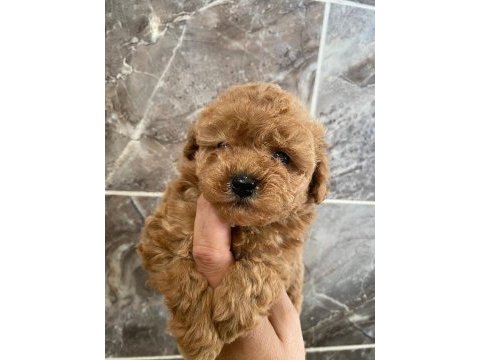 Orjinal minyatür toy poodle 