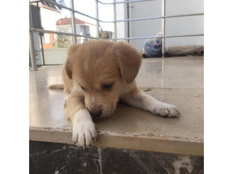 Bebek köpekler tamamen ücretsiz sapilendirilecektir