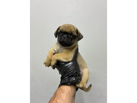 Irk ve sağlık garantili pug