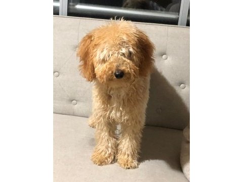 Dişi poodle kızımız