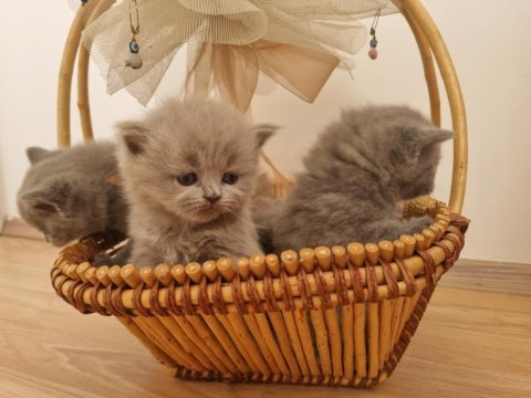 Safkan british shorthair yavrular