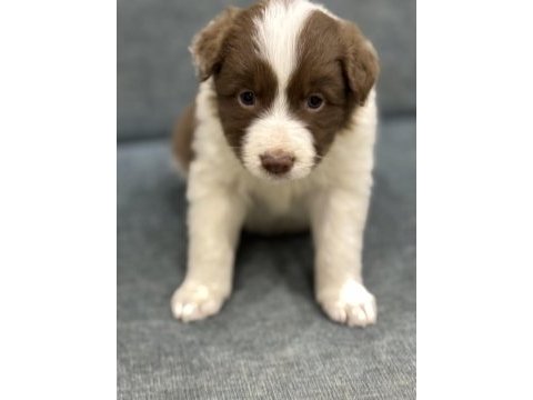 Üreticiden uygun fiyatlı border collie bebekler