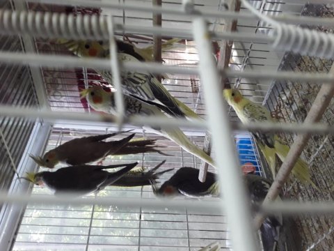 Yavru yetişkin sultan papağanları muhabbet kuşları