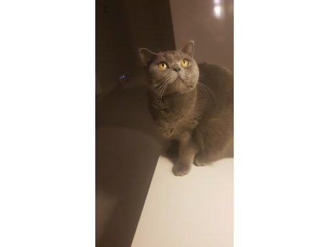 Acil ücretsiz brıtısh shorthair kedi