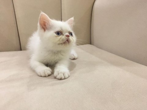 Maviş orjinal exotic shorthair bebişler