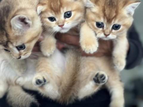 En güzel golden british shorthair yavrularımız