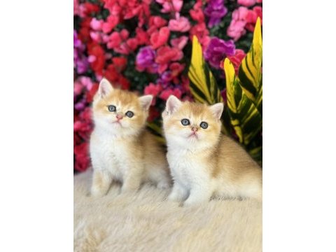 A kalite gold british shorthair yavrular 15 adet