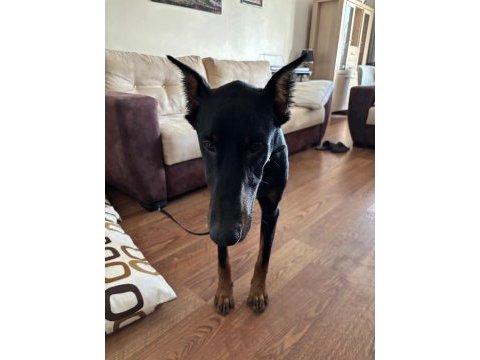 Yakışıklı doberman köpeği