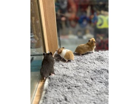 Birbirinden tatlı syrian hamsterlar