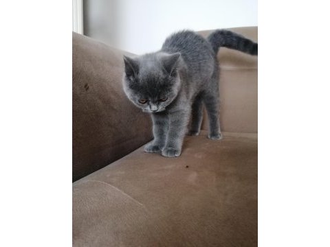 British shorthair bebekler