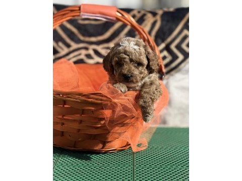 Kore kan poodle yavrularımız