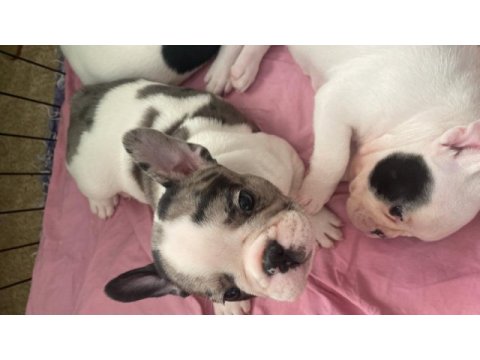 İzmir kaliteli french bulldog yavrular