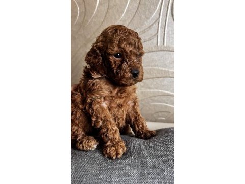 Minik poodle kurabiyeler