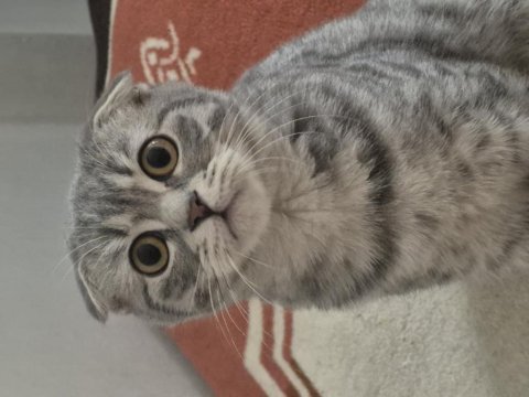 Scottish fold erkek kedimi veriyorum