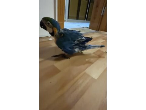 Orman bakanlığı belgeli yavru evcil sarı macaw papağanı