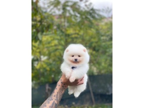 Pomeranian bebeklerimiz