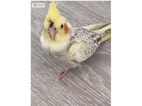 3,5 aylık sultan papağanı imkansız fiyat