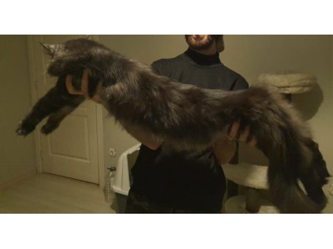 Maine coon 2 buçuk yaşında