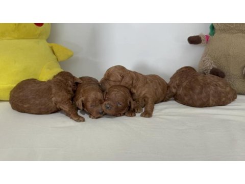 Toy poodle yavruları