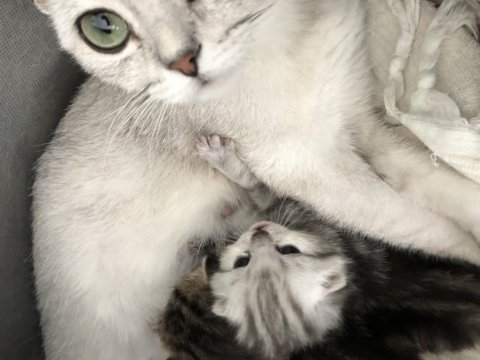 Scottish fold silver tabby