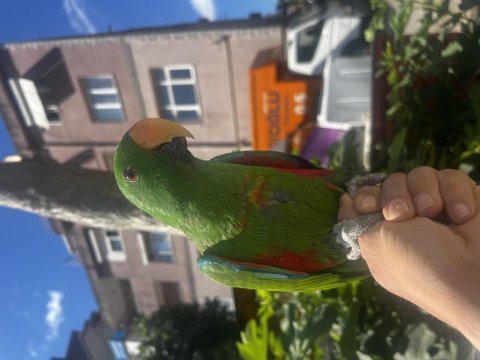 Erkek full evcil yavru eclectus