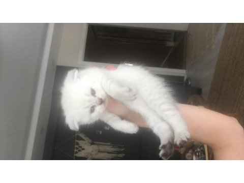 Kaliteli scottish fold yavrular