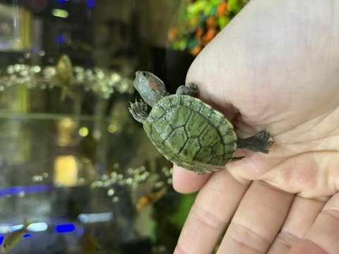 Su kaplumbağaları (yavru)