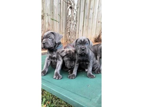 Profesyonel üretim çifliğinden cane corso kapıda ödeme