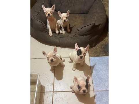 French bulldog yavrularımız