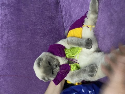 8 aylık aşıları tam mavi gözlü scottish fold erkek