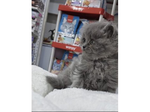 A kalite ayı suratlı british longhair yavrumuz