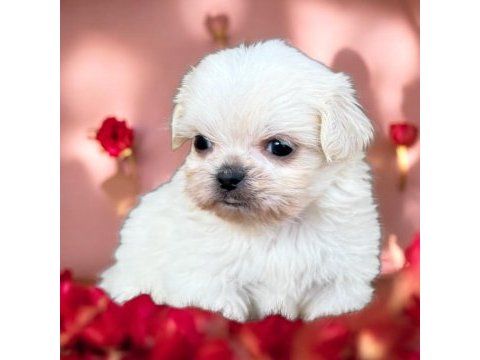 Maltese terrier çok sevimli yavrular