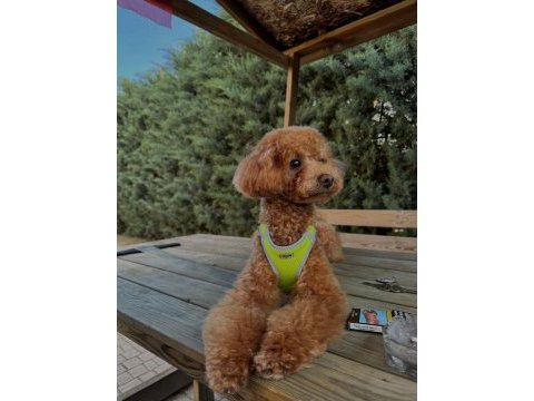 Toy poodle 1 yaşında