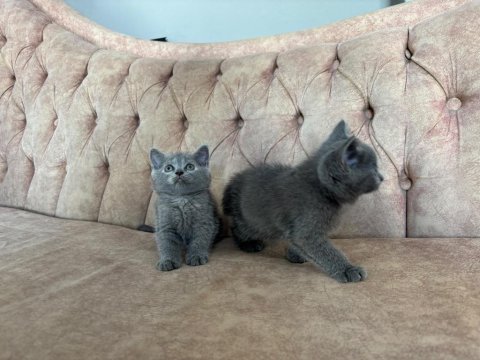 Gri british shorthair yavrularımız