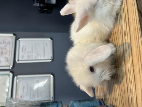 Hollanda lop tavşanlar bursa